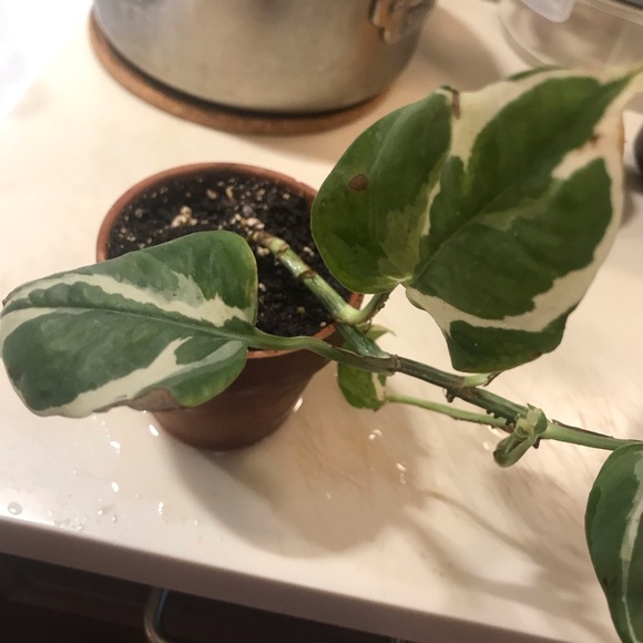 Manjula plant - Picture 6 of 14